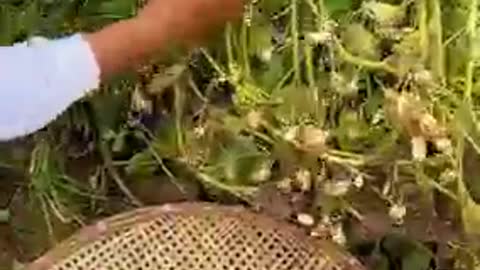 Harvesting peanut from my backyard.