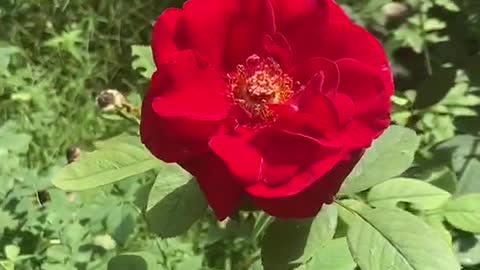 Only one rose bloomed