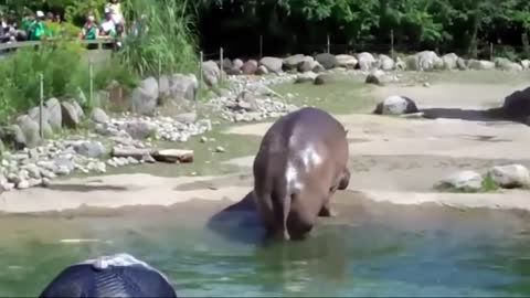 EXTREMLY Funny Animal Farts