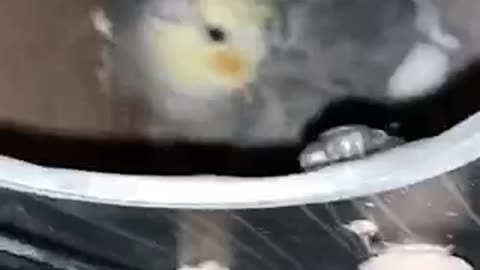 Cockatiel Lovers