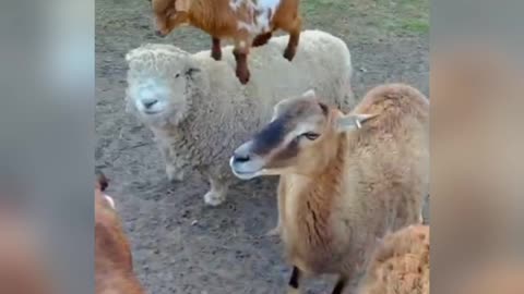 Baby Goat Is Pretty Sure He's A Sheep funny 🐑