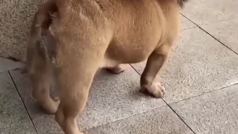 The king's lion Funny footage🤣 dog lion king🤣