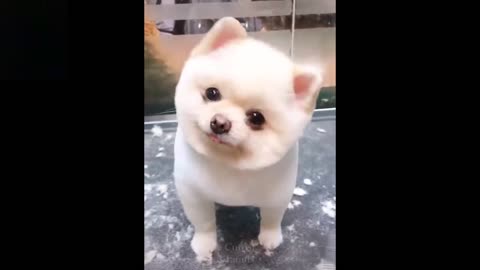 💗Cute And Funny Pets - Try Not To Laugh To These Pets Compilation #11💗 Cutest Landss