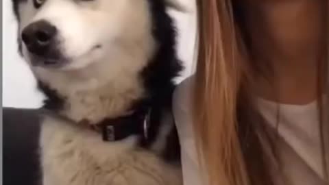 Funny Husky Dog | Try not to LAUGH