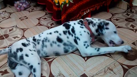 Clever dog removing coconut husks