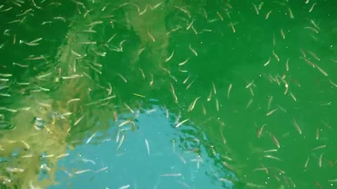 Many fish swimming in a lake