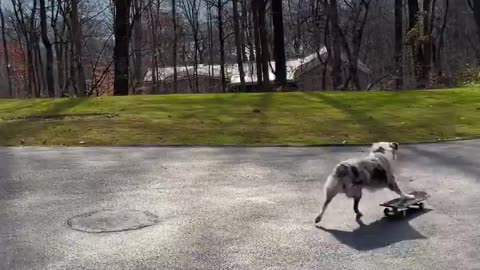 Mila’s skateboard journey