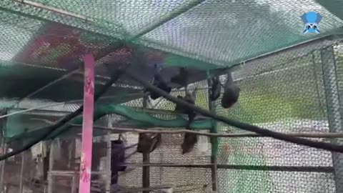 Flying-fox in care morning 2 this is Gladys.mp4