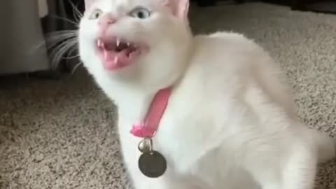 Cat singing comedy viral video 😀