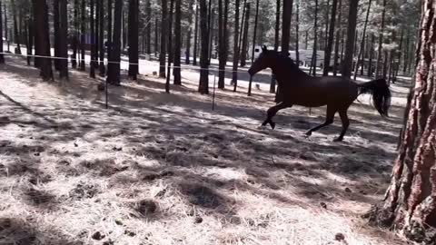 How to Lunge a Horse Without a Lunge Line