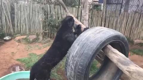 Black leopard loves to play in water