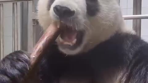 panda easting