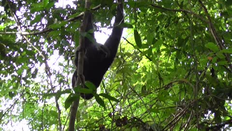 Smart gibbon so lovely eating fruit - Feeding Animals