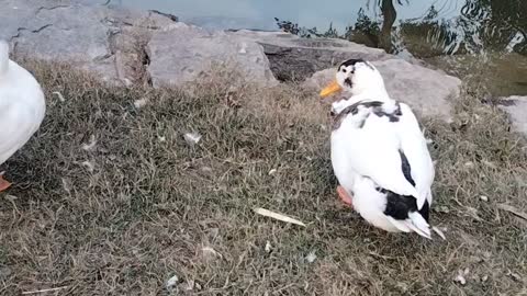 Cute Ducks 🦆 Video By Kingdom of Awais