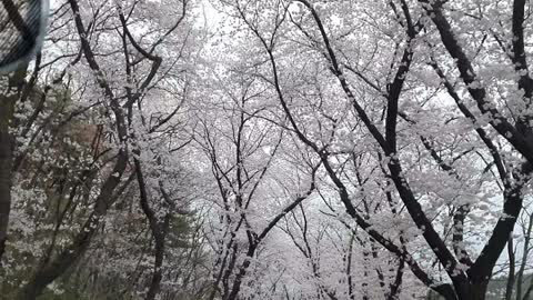 Beautiful cherry blossom tree scenery