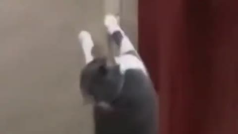 Cat funny dance 😂