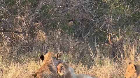 Lion Pride Basks in the Sun