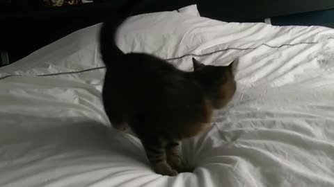 Cat spinning around in circles on bed