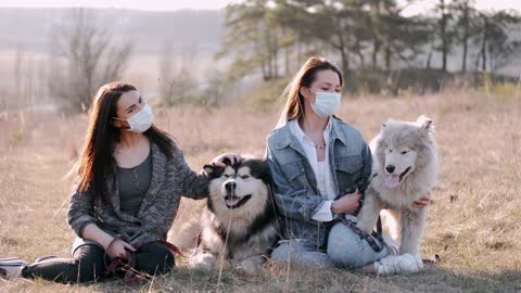 Husky Siberiano