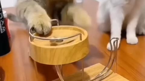 Cat funny video