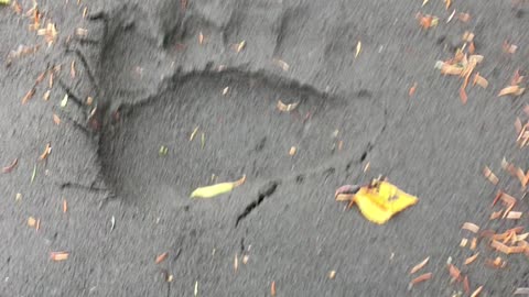 big bear tracks in my fishing spot!