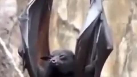 Bats with claws