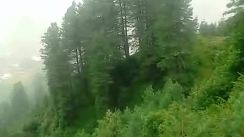 Beautiful forest in AJK