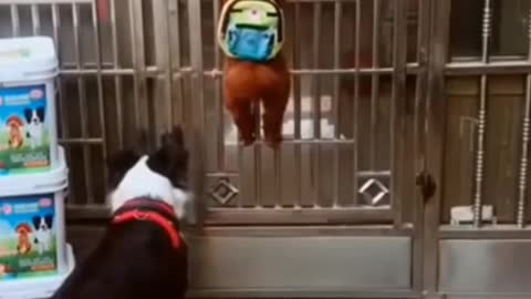 How The Cute Dogs open the Doors and enter inside the house Dogfunny vedio