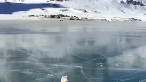 😱😱😱 Cute puppy walking on the frozen river 😱😱😱