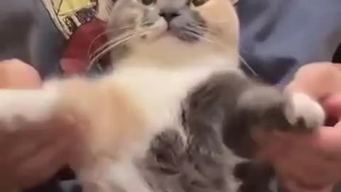 Dancing cat