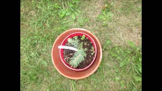 Blues and Greens Colorado Blue Spruce July 2021