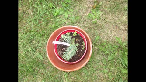 Blues and Greens Colorado Blue Spruce July 2021