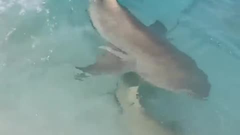 Shark Feeding in the Maldives