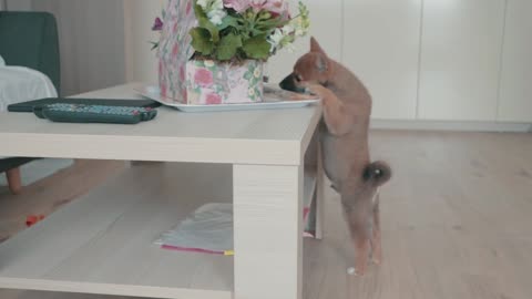 Puppy stops to smell the flowers