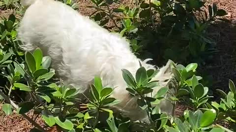 Dog Chasing Lizards Westie