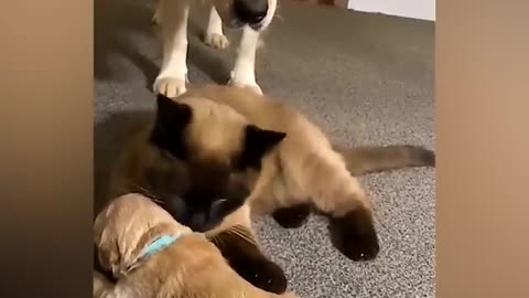 Dog viral clip funny 😂😂