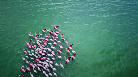 flamingo running in River