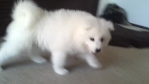 Samoyed puppy going down stairs for the first time!❤️