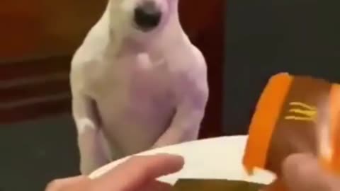 Funny Animal Videos