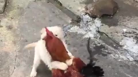 Chicken VS Dog Fight -- Funny Dog Fight