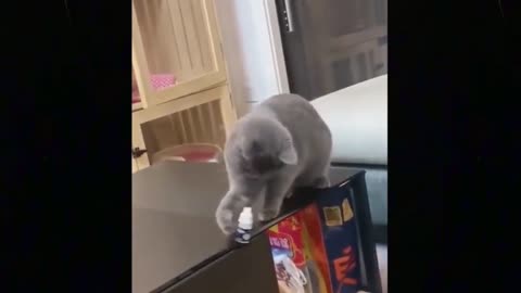 Funny Cats Life Beautiful videos