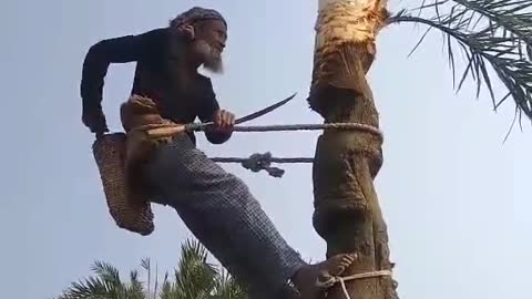 The palm tree is cut down and the khur