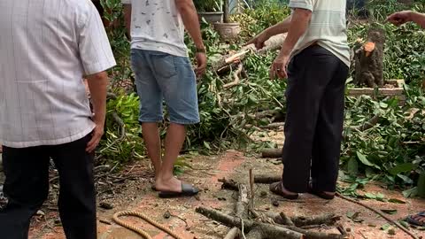 Amateur Tree Lopper Takes Out Roof