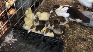 Baby ducks like water