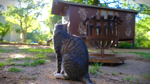 A Pet Cat Roaming Around The Garden