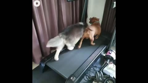 Dogs Running On Treadmill - Funny Videos