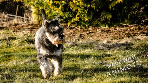 Cute Schnauzer