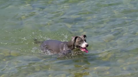 dog lake swim puppy