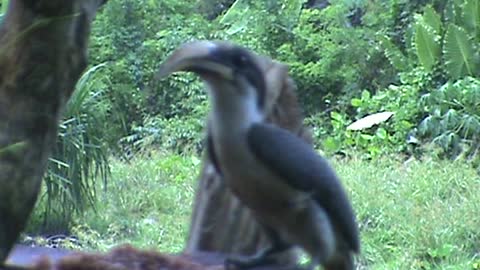 Grey Hornbill