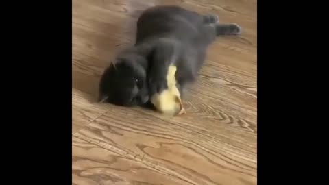 VIEW CRAZY BABY DUCK PLAYING WITH CAT .